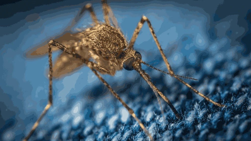 What_are_the_early_symptoms_of_dengue_fever What_are_the_early_symptoms_of_dengue_fever