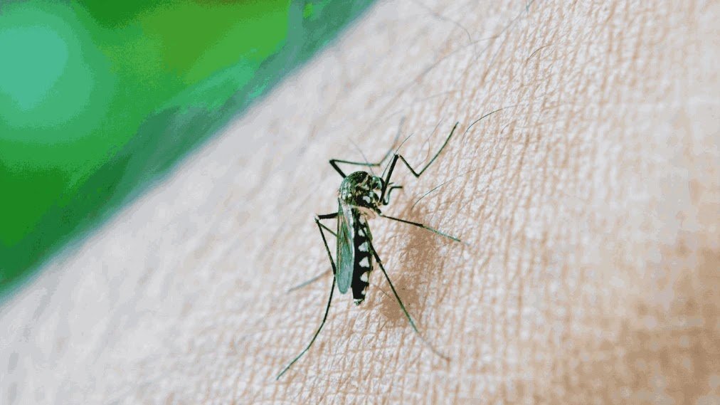 What_are_the_early_symptoms_of_dengue_fever What_are_the_early_symptoms_of_dengue_fever