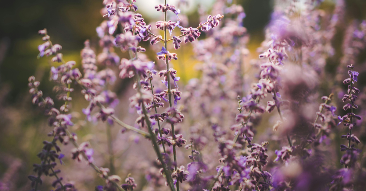 Tulsi